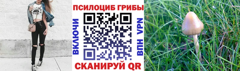Псилоцибиновые грибы мухоморы  где купить наркотик  Можайск 